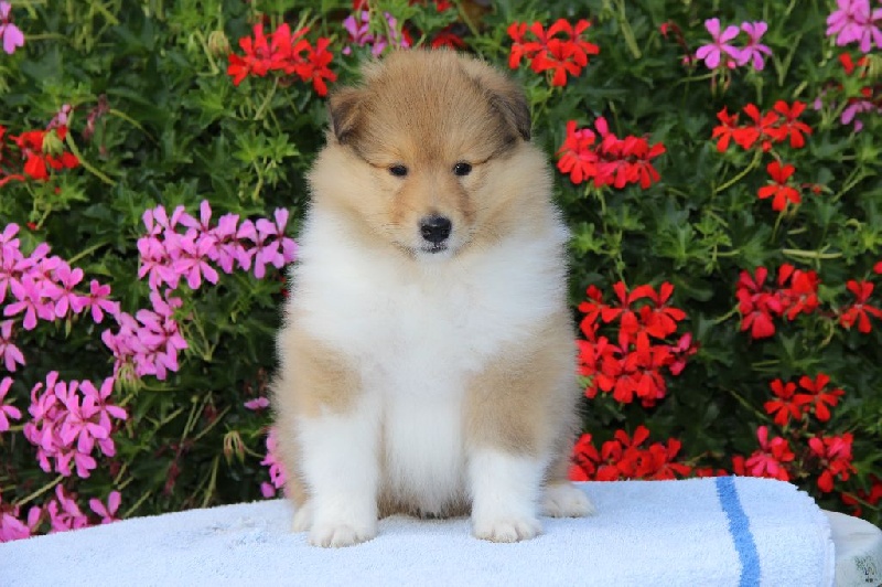 Des Vallées Du Bugey - Colley à poil long - Portée née le 09/07/2016